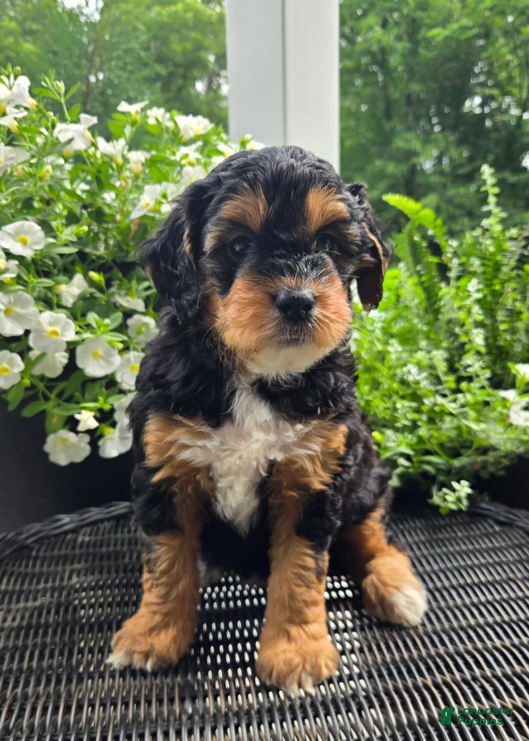 Mini Goldendoodle dogs for sale: Poppy - Ad 2