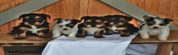 Mixed Breed dogs for sale: Rover - Ad 5