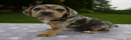 Beabull dogs for sale: Dixie - Ad 3