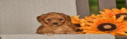 Cavapoo dogs for sale: Alta - Ad 1