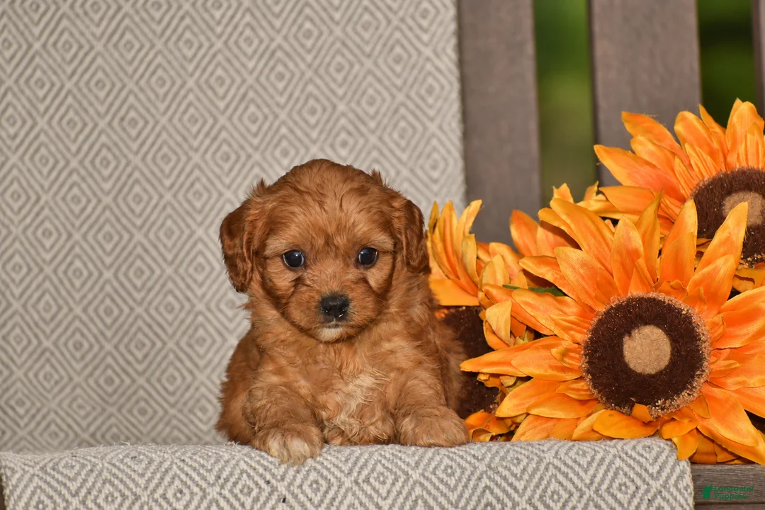 Cavapoo dogs for sale: Alta - Ad 1