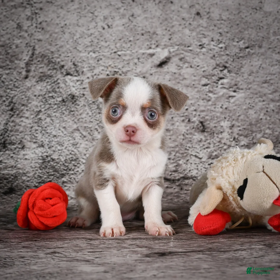 Chihuahua dogs for sale: Zane - Ad 1