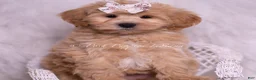 Maltipoo dogs for sale: Misha - Ad 1