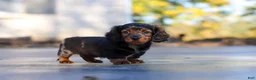 Miniature Dachshund dogs for sale: Frank - Ad 20