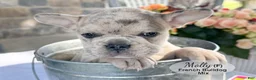 Mixed Breed dogs for sale: Molly - Ad 2