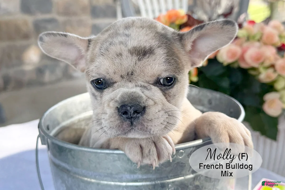 Mixed Breed dogs for sale: Molly - Ad 2