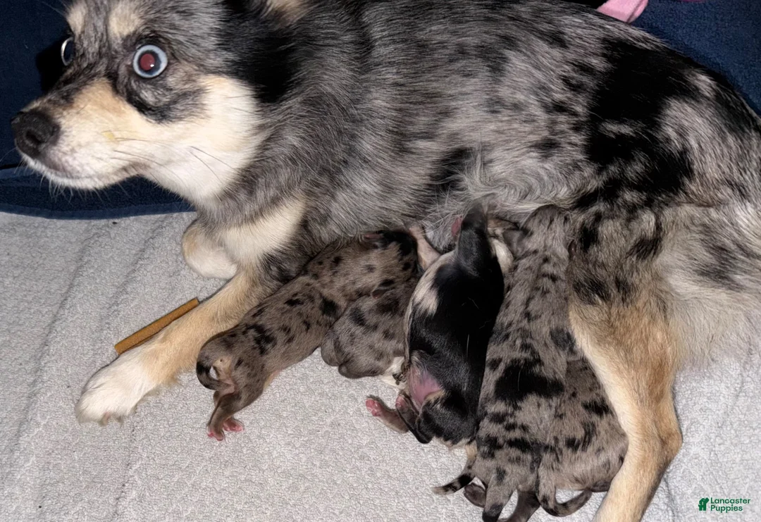 Mixed Breed dogs for sale: Mixed Breed 3 - Ad 1