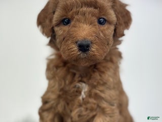 Goldendoodle dogs - Ad 4