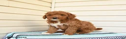 Goldendoodle dogs for sale: Eugene - Ad 1