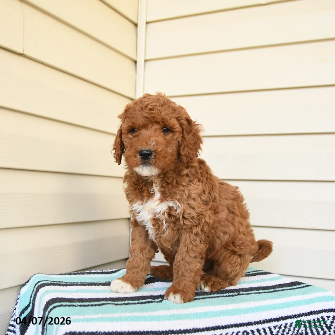 Goldendoodle dogs for sale: Eugene - Ad 1