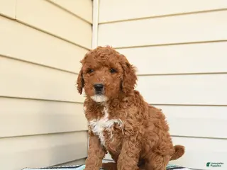Goldendoodle dogs for sale: Eugene - Ad 4