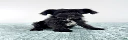 Miniature Schnauzer dogs for sale: AKC Sammy - Ad 4
