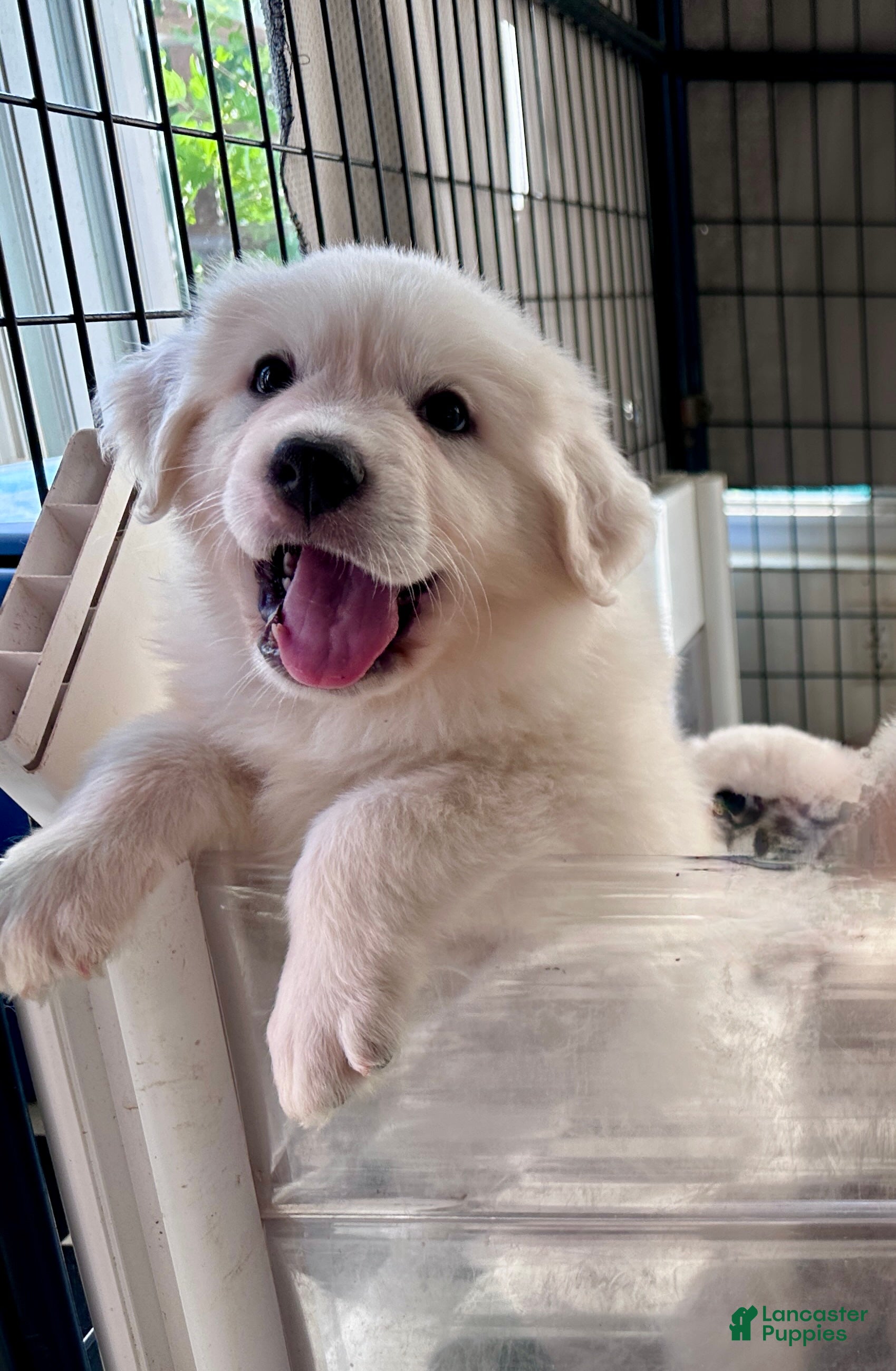 Great Pyrenees dogs for sale: AKC Camellia - Ad 2