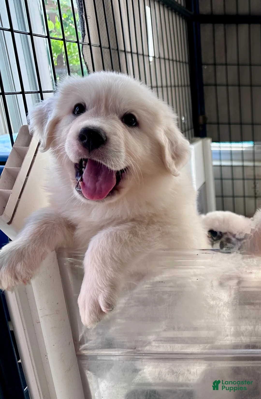 Great Pyrenees dogs for sale: AKC Camellia - Ad 1