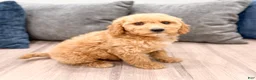 Miniature Labradoodle dogs for sale: Kallie - Ad 3