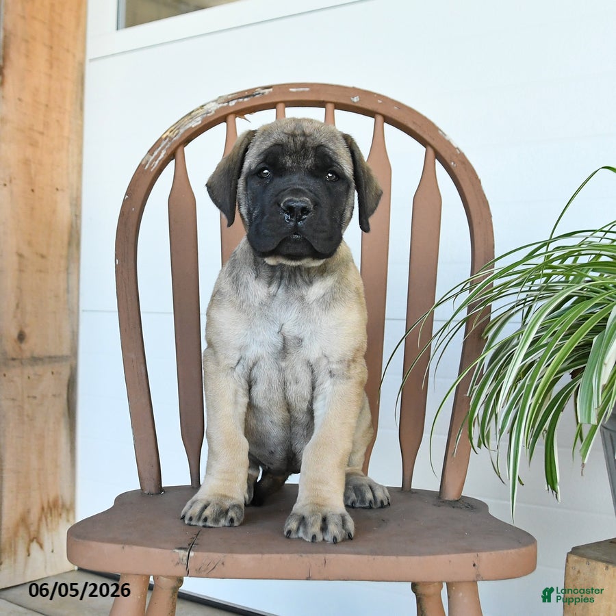 English Mastiff dogs Mindy - Ad 2