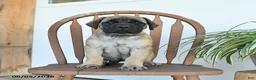 English Mastiff dogs for sale: Mindy - Ad 2