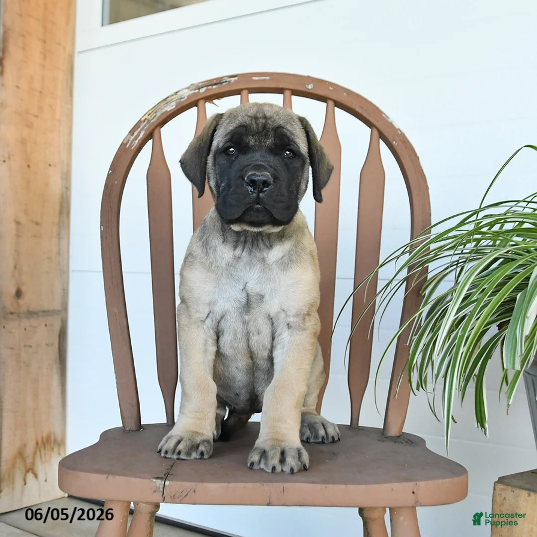 English Mastiff dogs for sale: Mindy - Ad 2