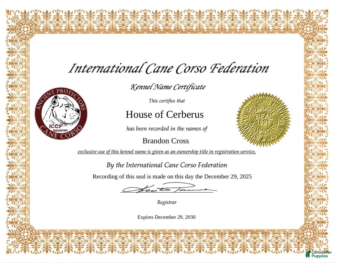 Cane Corso dogs for sale: Zues - Ad 12