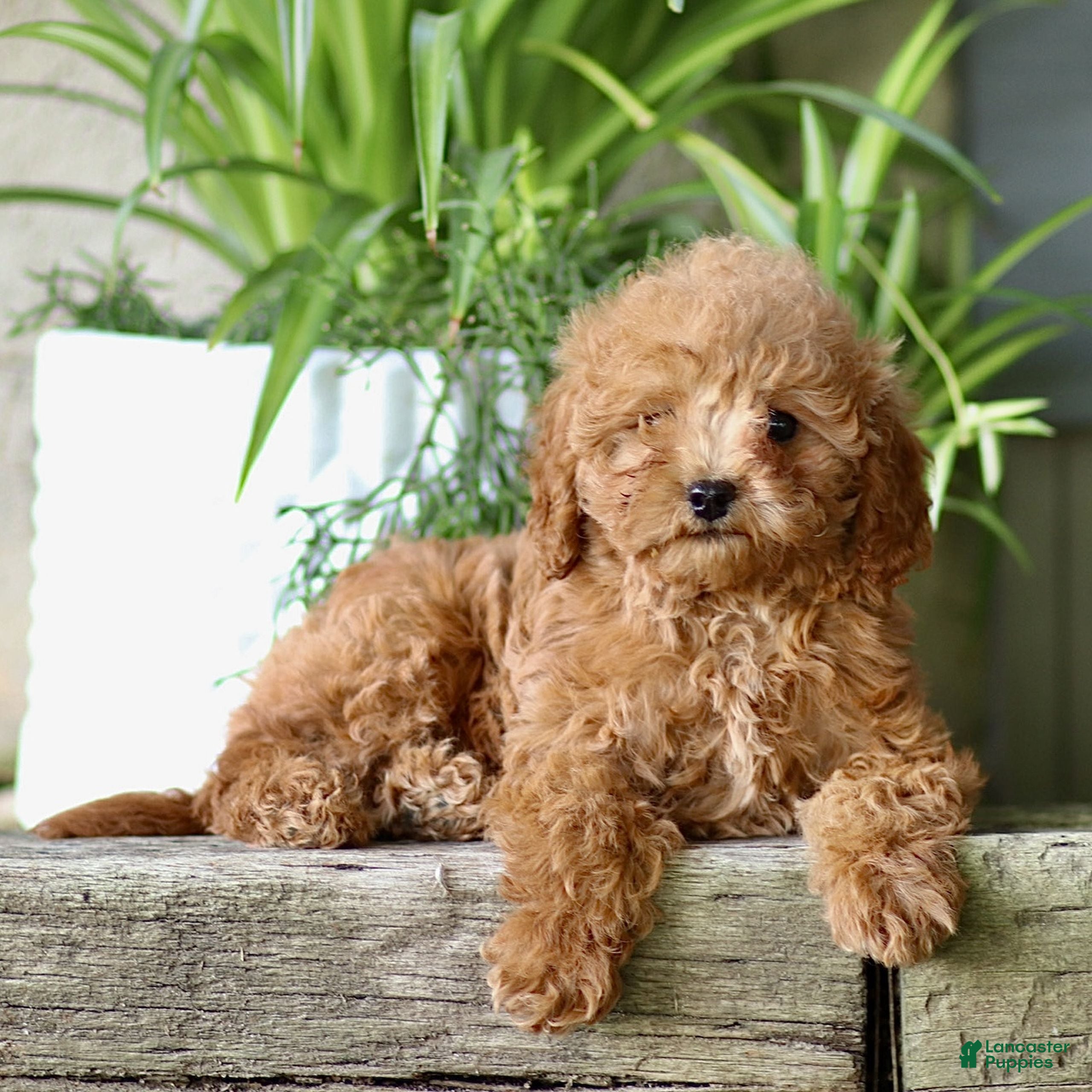 Cavapoo dogs Casey  - Ad 2