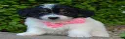 Mini Bernedoodle dogs for sale: Mini Brynn - Ad 9