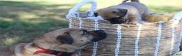Jug dogs for sale: Daisy - Ad 2