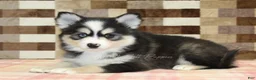 Pomsky dogs for sale: Bandit - Ad 2