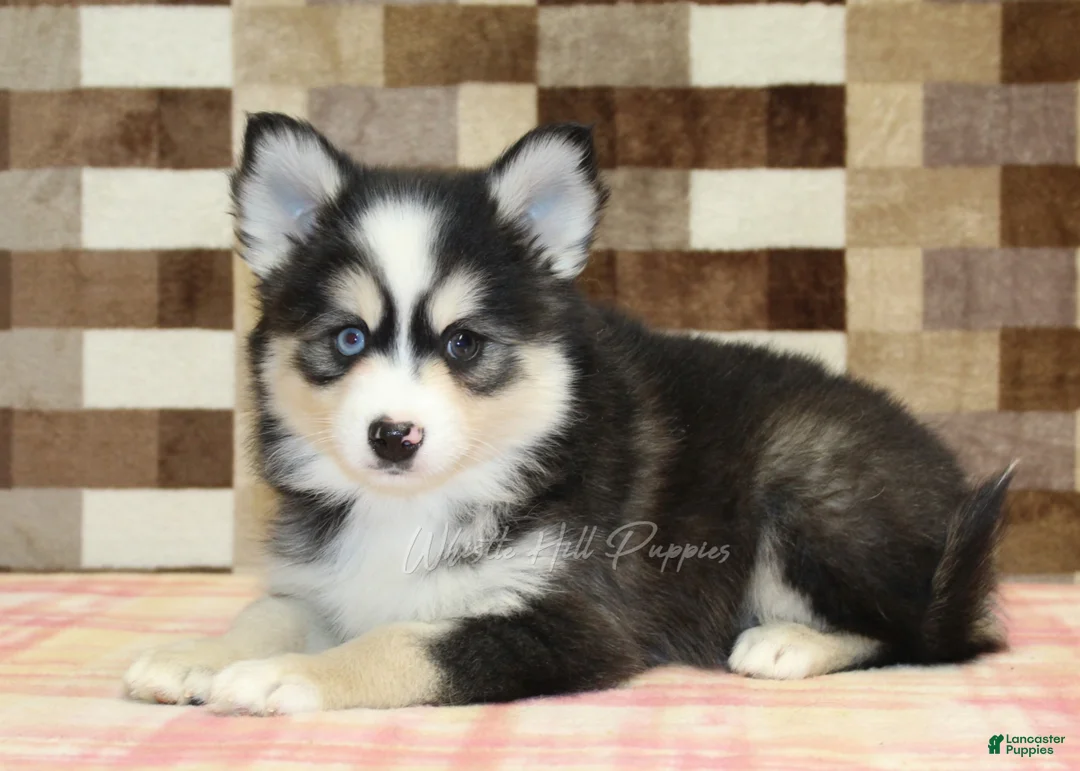 Pomsky dogs for sale: Bandit - Ad 2