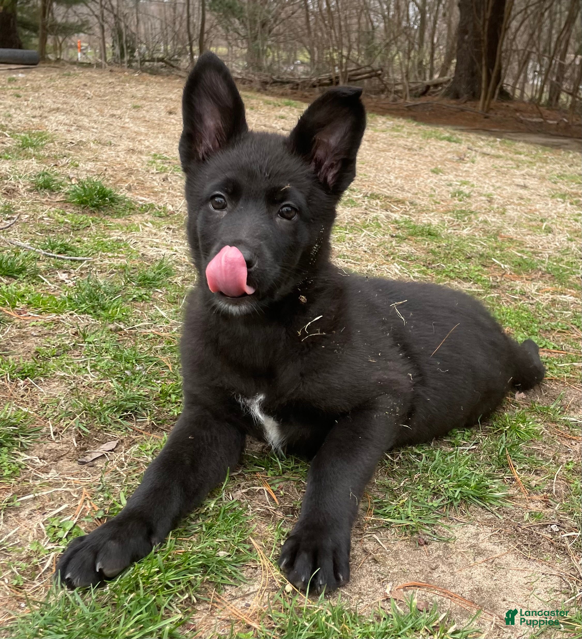 German Shepherd dogs German Shepherd Puppy 4 - Ad 13