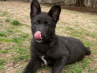 German Shepherd dogs German Shepherd Puppy 4 - Ad 13