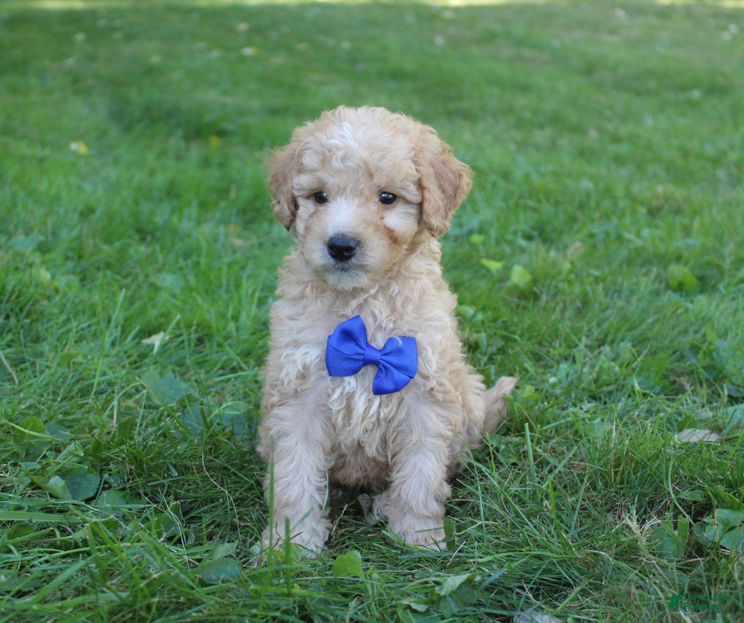 Mini Goldendoodle dogs for sale: Milo 💎 - Ad 1