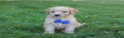 Mini Goldendoodle dogs for sale: Milo 💎 - Ad 3