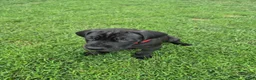 Great Dane dogs for sale: Fury - Ad 14