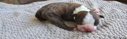 Boston Terrier dogs for sale: Boston Terrier Puppy 3 - Ad 2