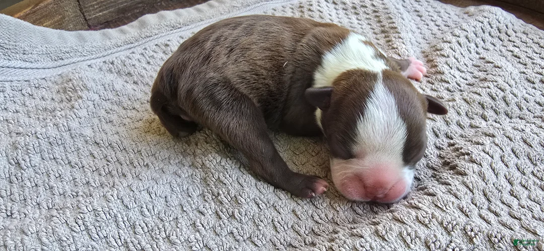 Boston Terrier dogs for sale: Boston Terrier Puppy 3 - Ad 2