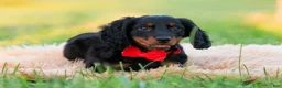 Miniature Dachshund dogs for sale: neo - Ad 7