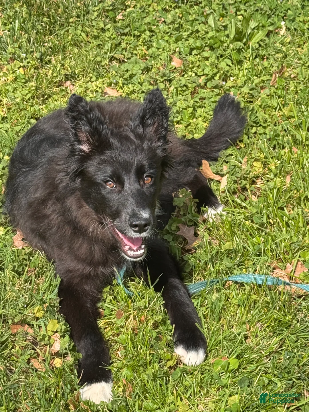 Mixed Breed dogs for sale: Xeno - Ad 2