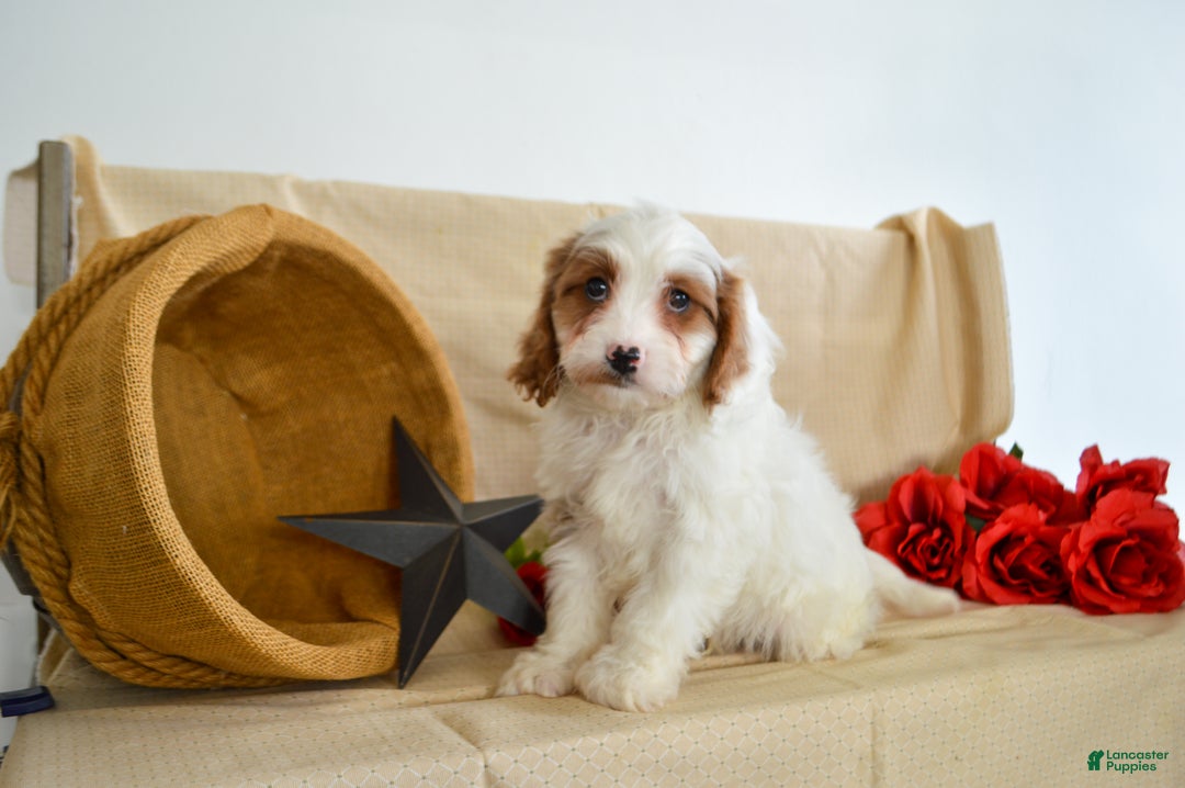 Cavapoo dogs for sale: Ricardo 🎄🎁 Adoption Special - Ad 3