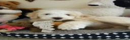 Sheepadoodle dogs for sale: Blessing!! - Ad 7