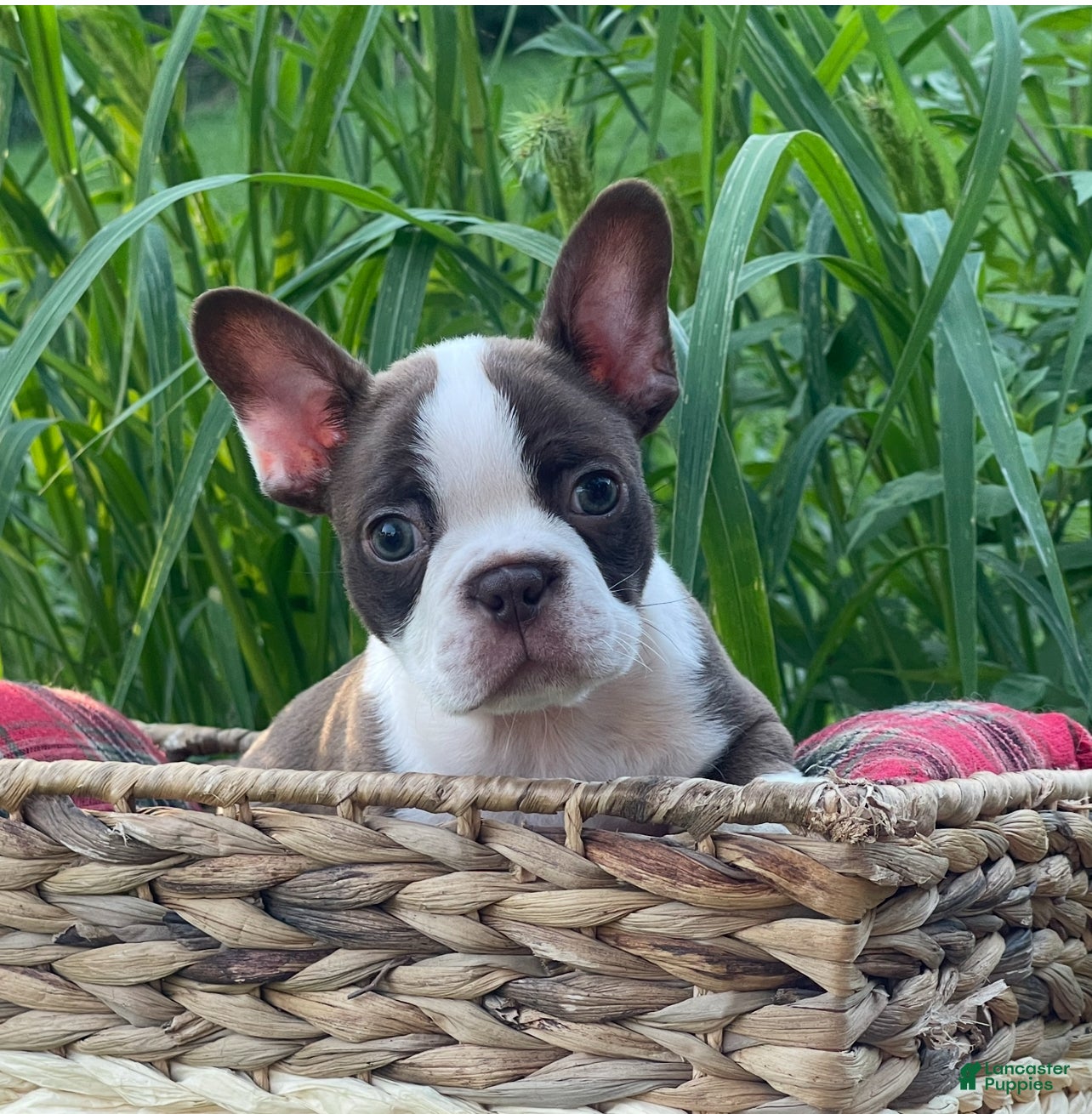 Boston Terrier dogs Sniper - Ad 18