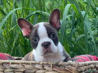 Boston Terrier dogs Sniper - Ad 5