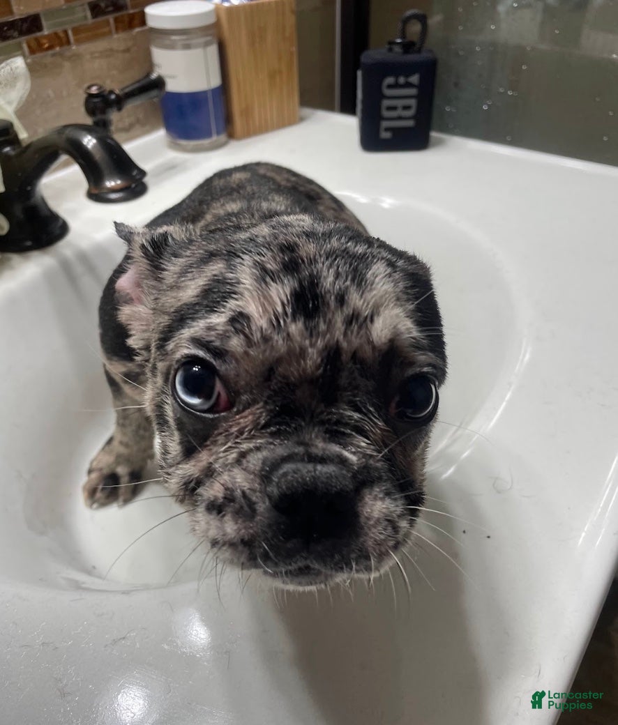 French Bulldog dogs Joker - Ad 2