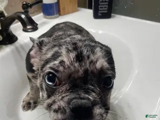 French Bulldog dogs Joker - Ad 4