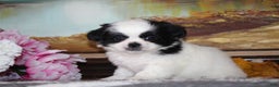 Shih Tzu dogs for sale: Tyler - Ad 2
