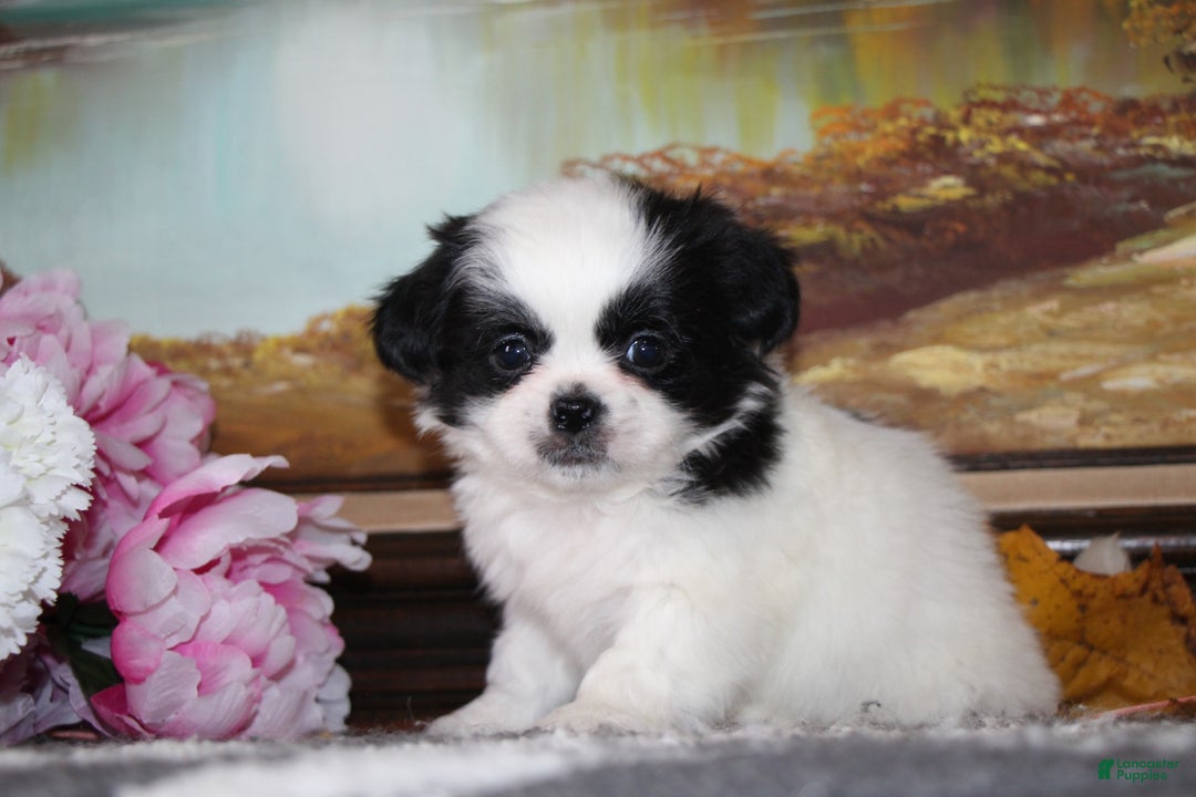 Shih Tzu dogs for sale: Tyler - Ad 2
