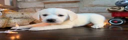Mixed Breed dogs for sale: Frosty (Boy) - Ad 4