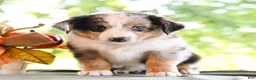 Miniature Australian Shepherd dogs for sale: Dylan  - Ad 4