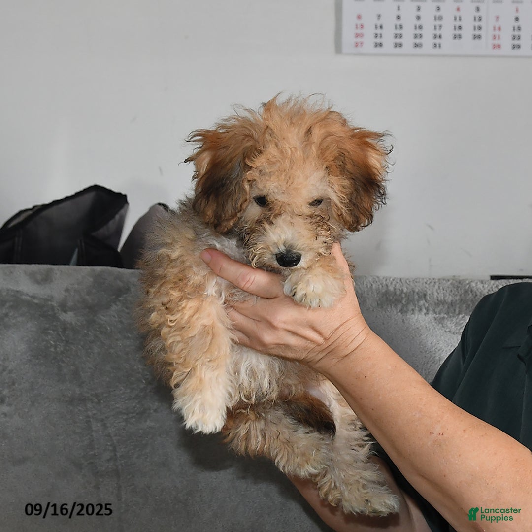 Bichpoo dogs for sale: Buster Brown - Ad 19