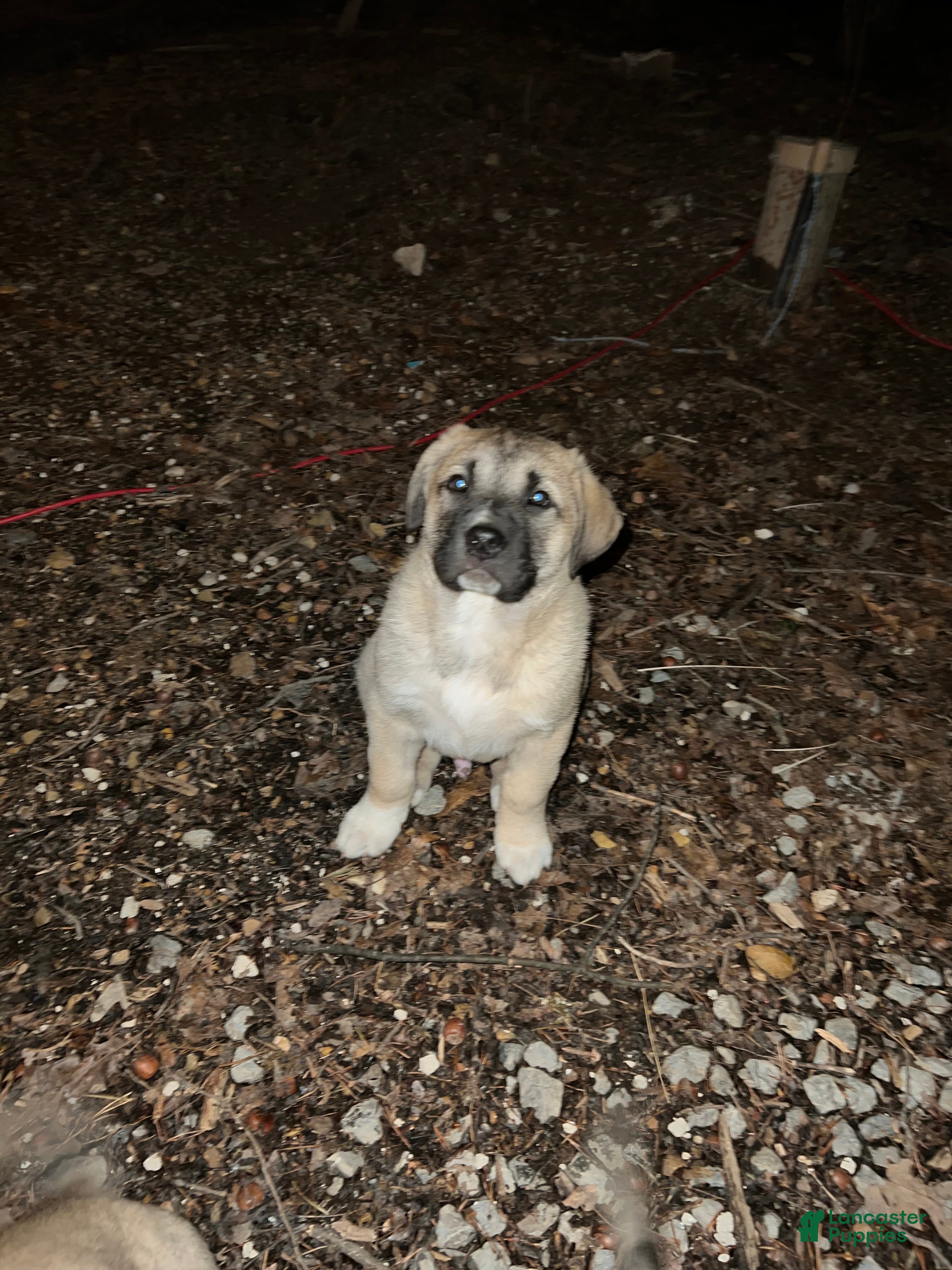 Anatolian Shepherd dogs Atlas - Ad 1