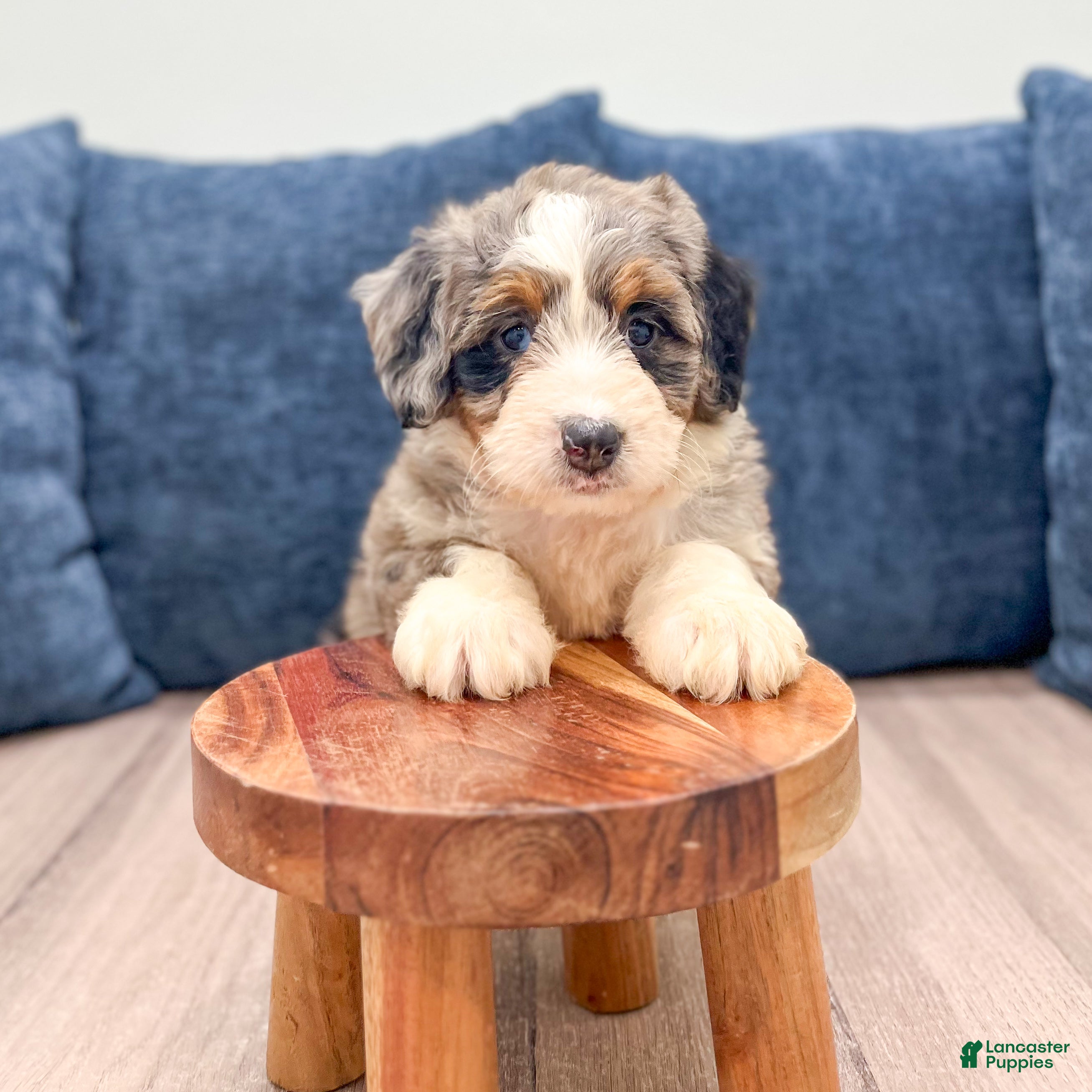 Mini Bernedoodle dogs Penny - Ad 2